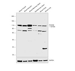 Invitrogen PIK3CB Polyclonal Antibody 400 &mu;L; Unconjugated:Antibodies,