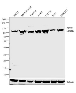 Invitrogen WEE1 Polyclonal Antibody 400 &mu;L; Unconjugated:Antikroppar