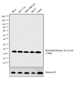 Invitrogen H3K9me2 Polyclonal Antibody 100 &mu;L; Unconjugated:Antibodies,
