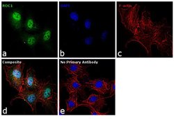 ROC1 Polyclonal Antibody, Invitrogen 500 &mu;L; Unconjugated:Antibodies,