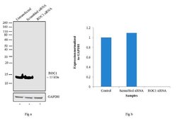 ROC1 Polyclonal Antibody, Invitrogen 500 &mu;L; Unconjugated:Antibodies,