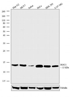ROC1 Polyclonal Antibody, Invitrogen 500 &mu;L; Unconjugated:Antibodies,