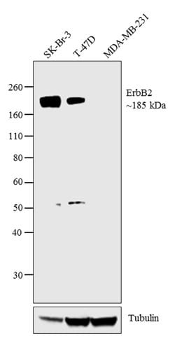 Invitrogen ErbB2 (HER-2) Polyclonal Antibody 500 &mu;L; Unconjugated:Antibodies,