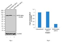 HSP90 alpha Polyclonal Antibody, Invitrogen 500 &mu;L; Unconjugated:Anticuerpos
