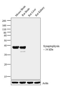 Synaptophysin Polyclonal Antibody, Invitrogen 500 &mu;L; Unconjugated:Antibodies,