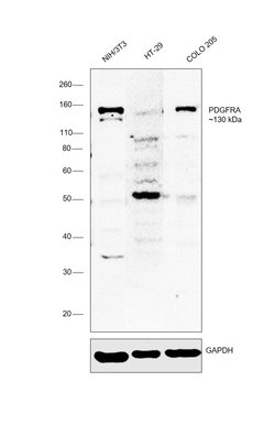 PDGFRA Polyclonal Antibody, Invitrogen 500 &mu;L; Unconjugated:Antibodies,