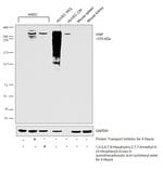 Thumbnail_VWF Polyclonal Antibody, Invitrogen 500 &mu;L; Unconjugated:Anticorps,