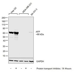 AFP Polyclonal Antibody, Invitrogen 500 &mu;L; Unconjugated:Anticorps,
