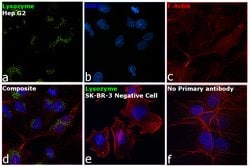 Lysozyme Polyclonal Antibody, Invitrogen 500 &mu;L; Unconjugated:Antibodies,