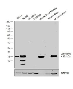 Lysozyme Polyclonal Antibody, Invitrogen 500 &mu;L; Unconjugated:Antibodies,