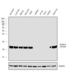 PGP9.5 Polyclonal Antibody, Invitrogen 500 &mu;L; Unconjugated:Anticuerpos