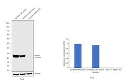 PGP9.5 Polyclonal Antibody, Invitrogen 500 &mu;L; Unconjugated:Anticuerpos
