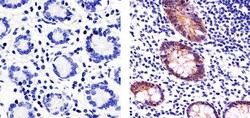 Claudin 3 Polyclonal Antibody, Invitrogen 500 &mu;L; Unconjugated:Antibodies,