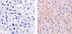 Claudin 3 Polyclonal Antibody, Invitrogen 500 &mu;L; Unconjugated:Antibodies,