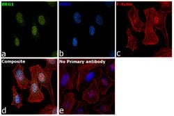 Invitrogen BRG1 Polyclonal Antibody 100 &mu;L; Unconjugated:Antibodies,