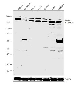 Invitrogen BRG1 Polyclonal Antibody 100 &mu;L; Unconjugated:Antibodies,