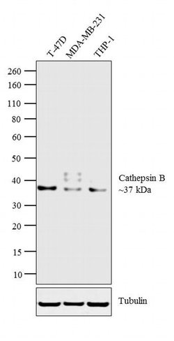 Invitrogen Cathepsin B Polyclonal Antibody 100 &mu;L | Buy Online | Invitrogen&trade; | Fisher Scientific