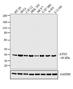 Invitrogen ATG3 Polyclonal Antibody 100 &mu;L; Unconjugated:Antibodies,