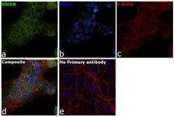 Invitrogen Dicer Polyclonal Antibody 100 &mu;L; Unconjugated:Antibodies,