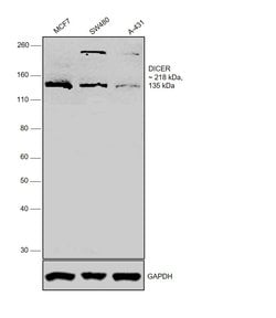 Invitrogen Dicer Polyclonal Antibody 100 &mu;L; Unconjugated:Antibodies,