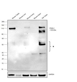 Invitrogen PIWIL1 Polyclonal Antibody 100 &mu;L; Unconjugated:Antibodies,
