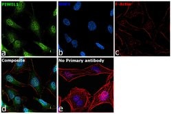 Invitrogen PIWIL1 Polyclonal Antibody 100 &mu;L; Unconjugated:Antibodies,