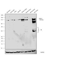 Invitrogen PIWIL1 Polyclonal Antibody 100 &mu;L; Unconjugated:Antibodies,