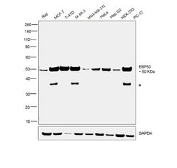 Invitrogen EBP50 Polyclonal Antibody 100 μL; Unconjugated:Antibodies,