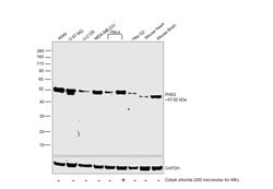 Invitrogen PHD2 Polyclonal Antibody 100 &mu;L; Unconjugated:Antibodies,