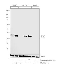 Invitrogen GDF15 Polyclonal Antibody 100 &mu;L | Buy Online | Invitrogen&trade; | Fisher Scientific