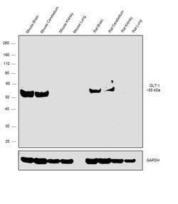Invitrogen GLT-1 Polyclonal Antibody 100 &mu;L; Unconjugated:Anticuerpos
