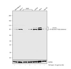 Invitrogen Cullin 4A Polyclonal Antibody 100 &mu;L; Unconjugated:Antibodies,