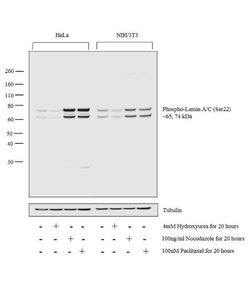 Invitrogen Phospho-Lamin A/C (Ser22) Polyclonal Antibody 100 &mu;L; Unconjugated:Antibodies,