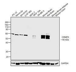 Invitrogen CRMP2 Polyclonal Antibody 100 &mu;L | Buy Online | Invitrogen&trade; | Fisher Scientific