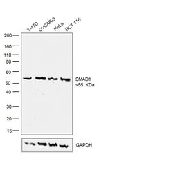 Invitrogen SMAD1 Polyclonal Antibody 100 &mu;L | Buy Online | Invitrogen&trade; | Fisher Scientific