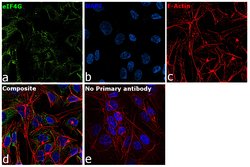 Invitrogen eIF4G Polyclonal Antibody 100 &mu;L; Unconjugated:Antibodies,