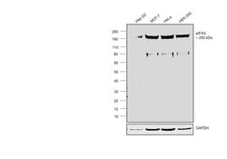 Invitrogen eIF4G Polyclonal Antibody 100 &mu;L; Unconjugated:Antibodies,