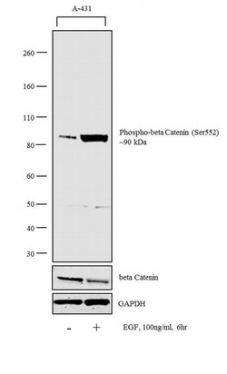 Invitrogen Phospho-beta Catenin (Ser552) Polyclonal Antibody 100 &mu;L | Buy Online | Invitrogen&trade; | Fisher Scientific