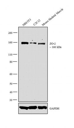Invitrogen ZO-2 Polyclonal Antibody 100 &mu;L; Unconjugated:Antibodies,