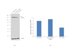 Invitrogen ZO-2 Polyclonal Antibody 100 &mu;L; Unconjugated:Antibodies,