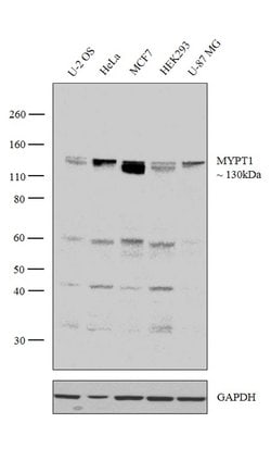 Invitrogen MYPT1 Polyclonal Antibody 100 &mu;L; Unconjugated:Antibodies,