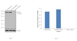 Invitrogen MYPT1 Polyclonal Antibody 100 &mu;L; Unconjugated:Antibodies,
