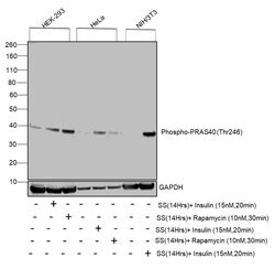 Invitrogen Phospho-PRAS40 (Thr246) Polyclonal Antibody 100 &mu;L; Unconjugated:Antibodies,