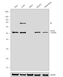 Invitrogen Flotillin 2 Polyclonal Antibody 100 μL; Unconjugated:Antibodies,