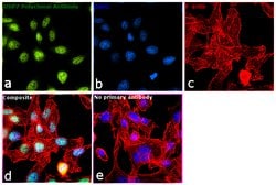 Invitrogen USP7 Polyclonal Antibody 100 &mu;L | Buy Online | Invitrogen&trade; | Fisher Scientific
