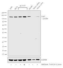 Invitrogen USP7 Polyclonal Antibody 100 &mu;L | Buy Online | Invitrogen&trade; | Fisher Scientific