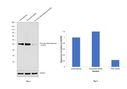 Invitrogen PDHA1/PDHA2 Polyclonal Antibody 100 &mu;L; Unconjugated:Antibodies,