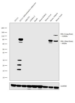 HSL Polyclonal Antibody:Antibodies, Polyclonal