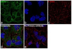 eIF3a Polyclonal Antibody, Invitrogen&trade; 100 &mu;L; Unconjugated 