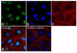 Invitrogen&trade;&nbsp;SIRT6 Polyclonal Antibody